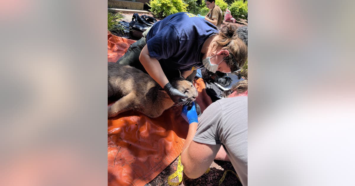 Mountain lion caught in Redwood City