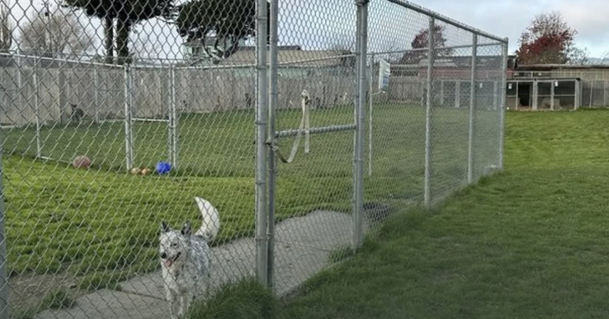 117 dead dogs exhumed from Humboldt Co. rescue under investigation for animal abuse, fraud