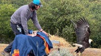 Injured eagle returned to the wild after 25 weeks of treatment