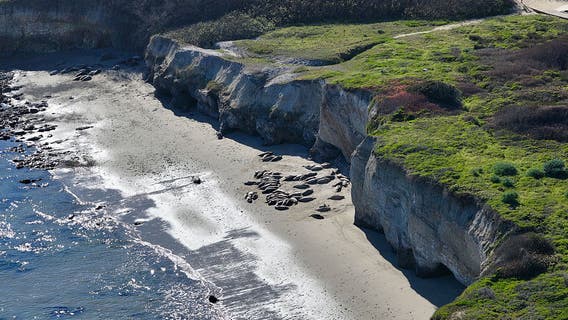 The mystery of the purple seal at Año Nuevo revealed