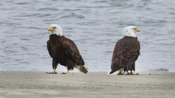 Photographer captures rare photo of a pair of eagles in this East Bay city
