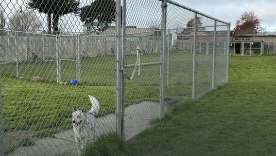 117 dead dogs exhumed from Humboldt Co. rescue under investigation for animal abuse, fraud