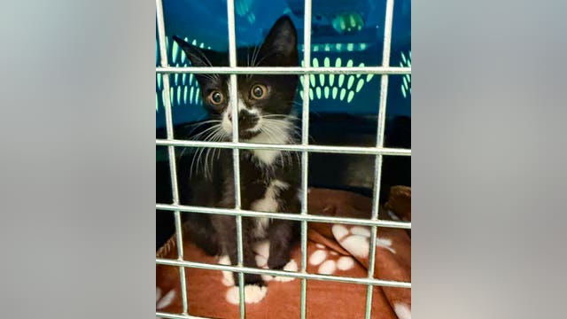 Berkeley animal shelter remains closed after 'suspicious' fire broke out