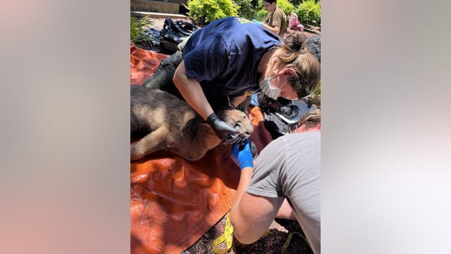 Mountain lion caught in Redwood City