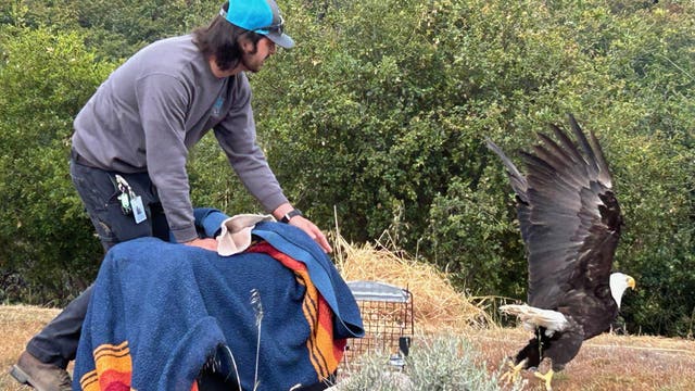 Injured eagle returned to the wild after 25 weeks of treatment