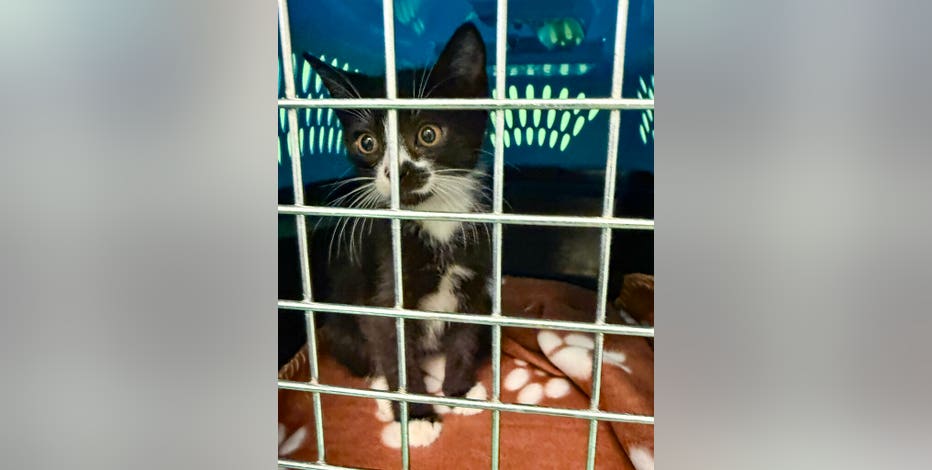 Berkeley animal shelter remains closed after 'suspicious' fire broke out