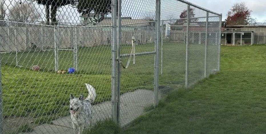 117 dead dogs exhumed from Humboldt Co. rescue under investigation for animal abuse, fraud
