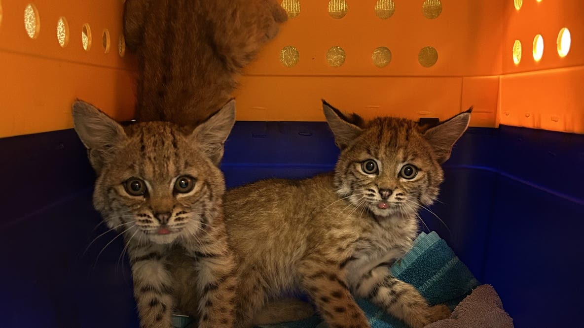 Orphaned bobcat kittens arrive at wildlife center in Saratoga