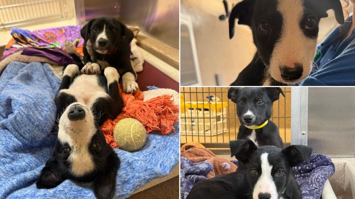 17 puppies found abandoned in Bay Area Walmart parking lot