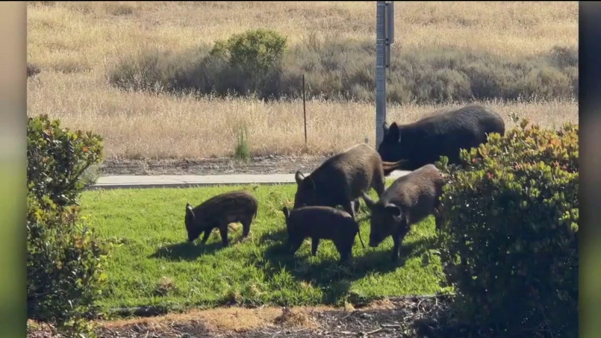Wild pigs become a fixture at a San Jose business park