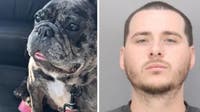 Stolen French Bulldog still missing after San Jose home burglary