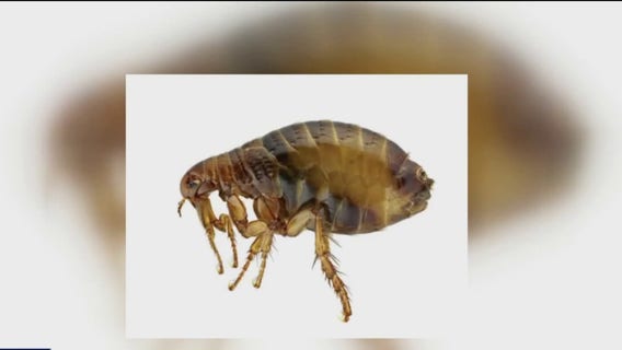 Fairfax closes Peri Park Playground for 2-week heat treatment after flea infestation
