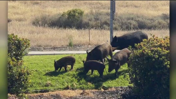 Wild pigs become a fixture at a San Jose business park