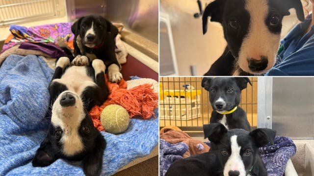 17 puppies found abandoned in Bay Area Walmart parking lot