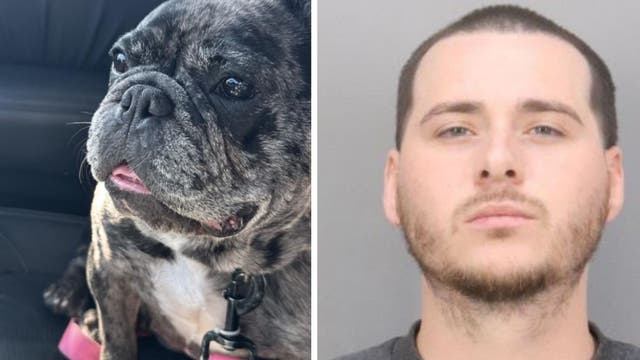 Stolen French Bulldog still missing after San Jose home burglary