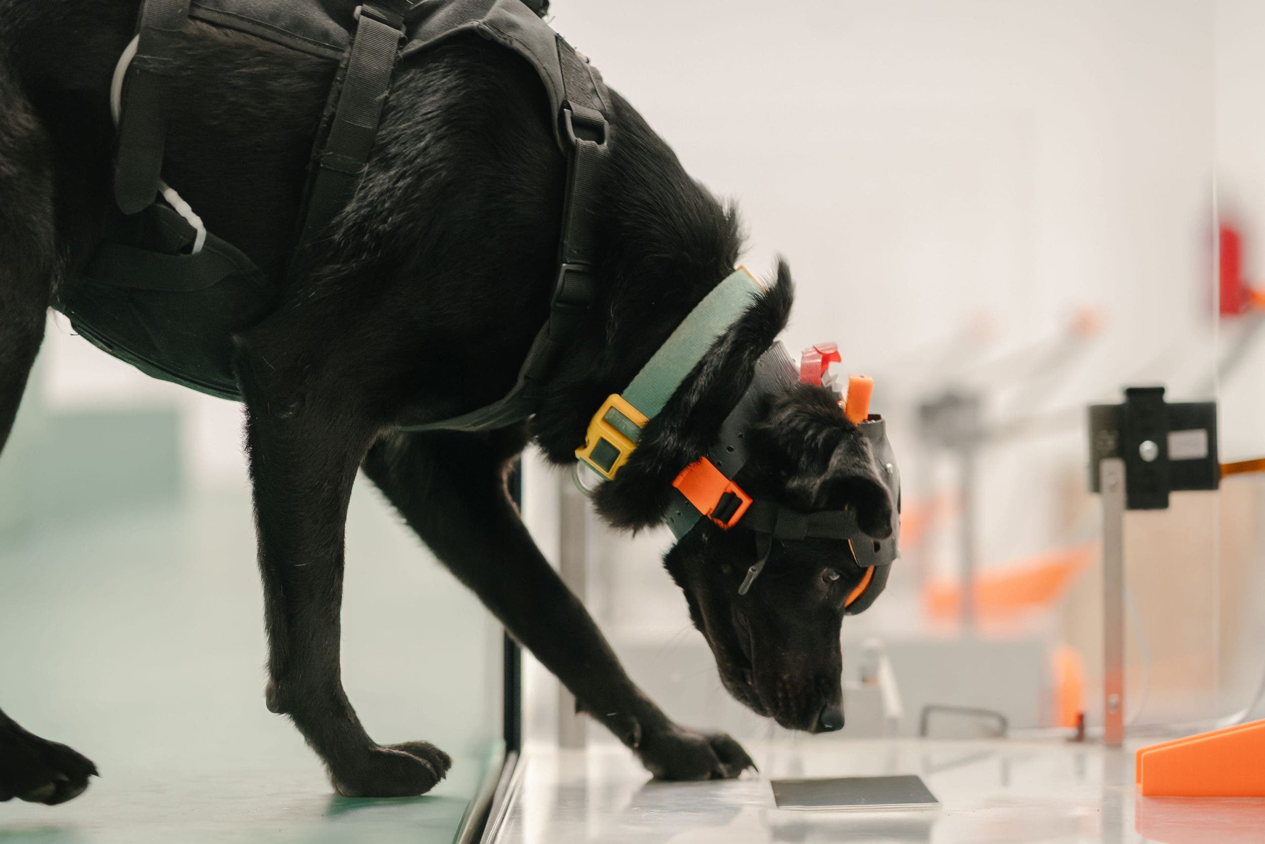 UC Berkeley grad behind a multi-cancer screening tool harnessing a dog's superpower: its sense of smell