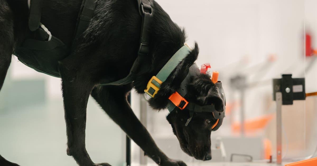 UC Berkeley grad behind a multi-cancer screening tool harnessing a dog's superpower: its sense of smell