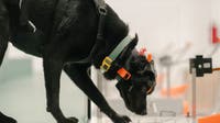 UC Berkeley grad behind a multi-cancer screening tool harnessing a dog's superpower: its sense of smell