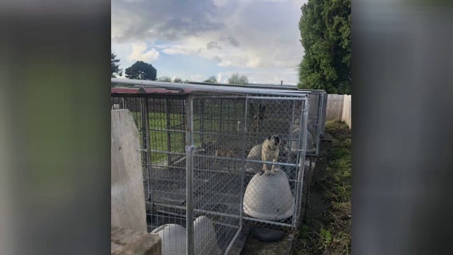 After dogs shot dead in California, activists push for oversight at rescue shelters