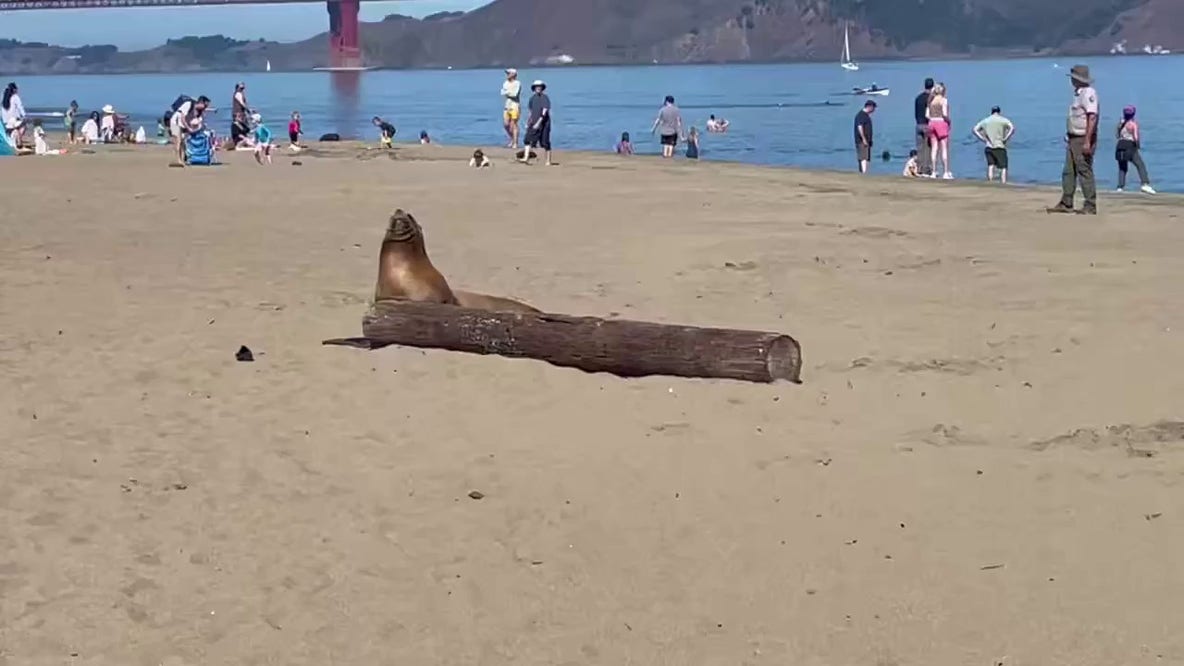 Sea lion dies at San Francisco beach after possible poisoning from algae bloom