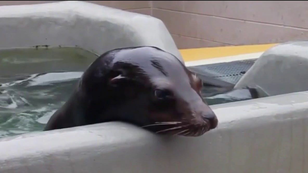 Sick marine mammals are coming ashore along California's coast at alarming rate