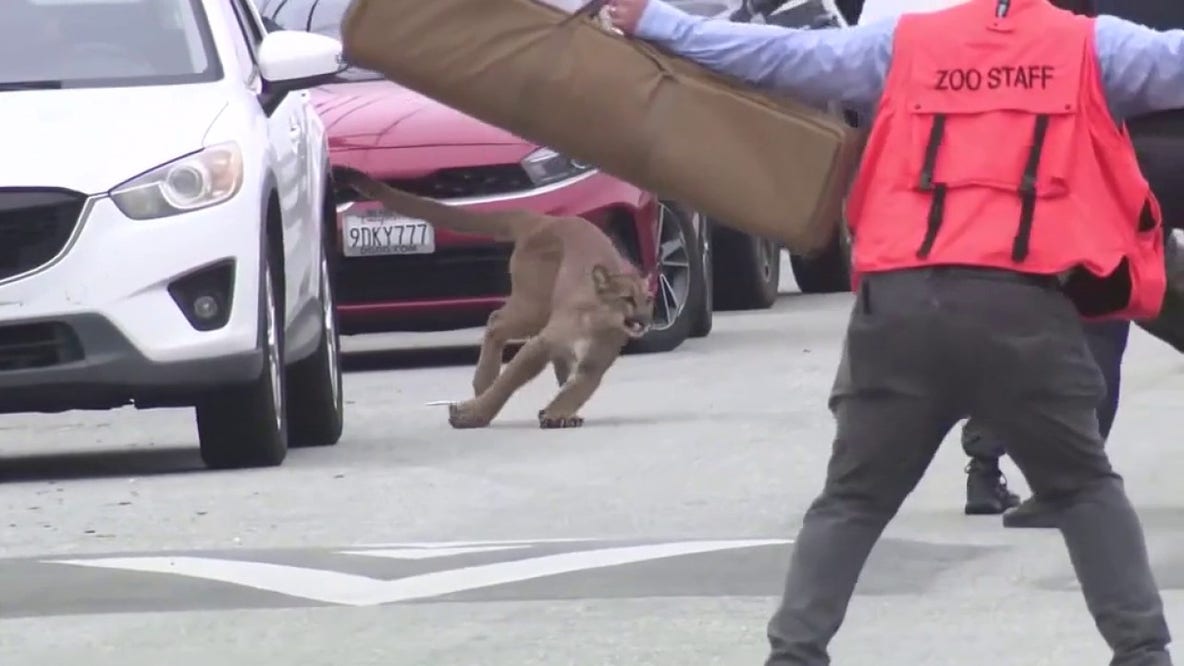 Mountain lion tranquilized, captured in SF's Outer Sunset