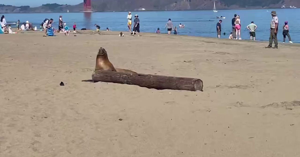 Distressed sea lion spotted at San Francisco beach