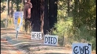 Tahoe bear deaths: Mama bear tried to get her dead cub up, drag it off the road, witnesses say