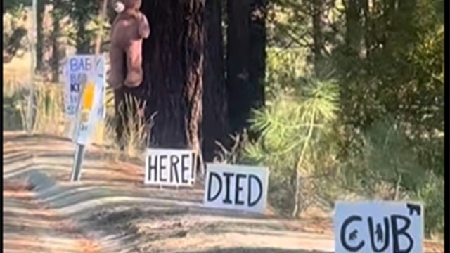 Tahoe bear deaths: Mama bear tried to get her dead cub up, drag it off the road, witnesses say