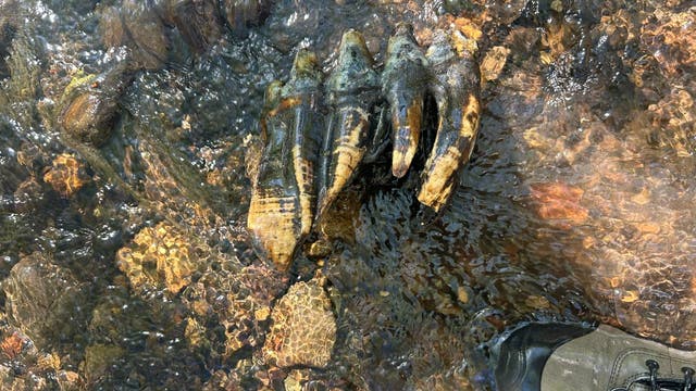 10,000-year-old mastodon tooth found in this Bay Area creek