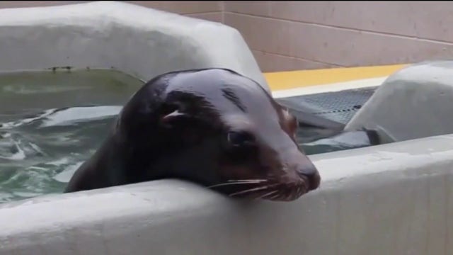 Sick marine mammals are coming ashore along California's coast at alarming rate