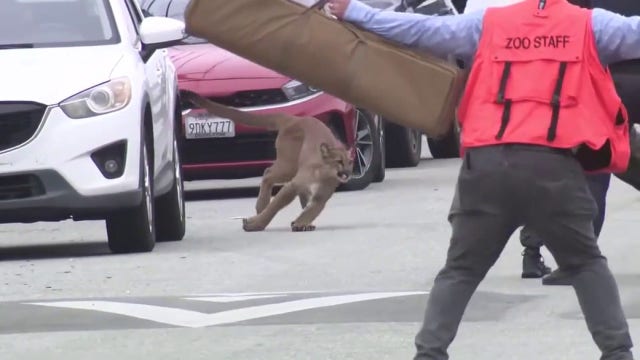 Mountain lion tranquilized, captured in the Outer Sunset