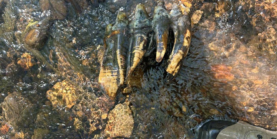 10,000-year-old mastodon tooth found in this Bay Area creek