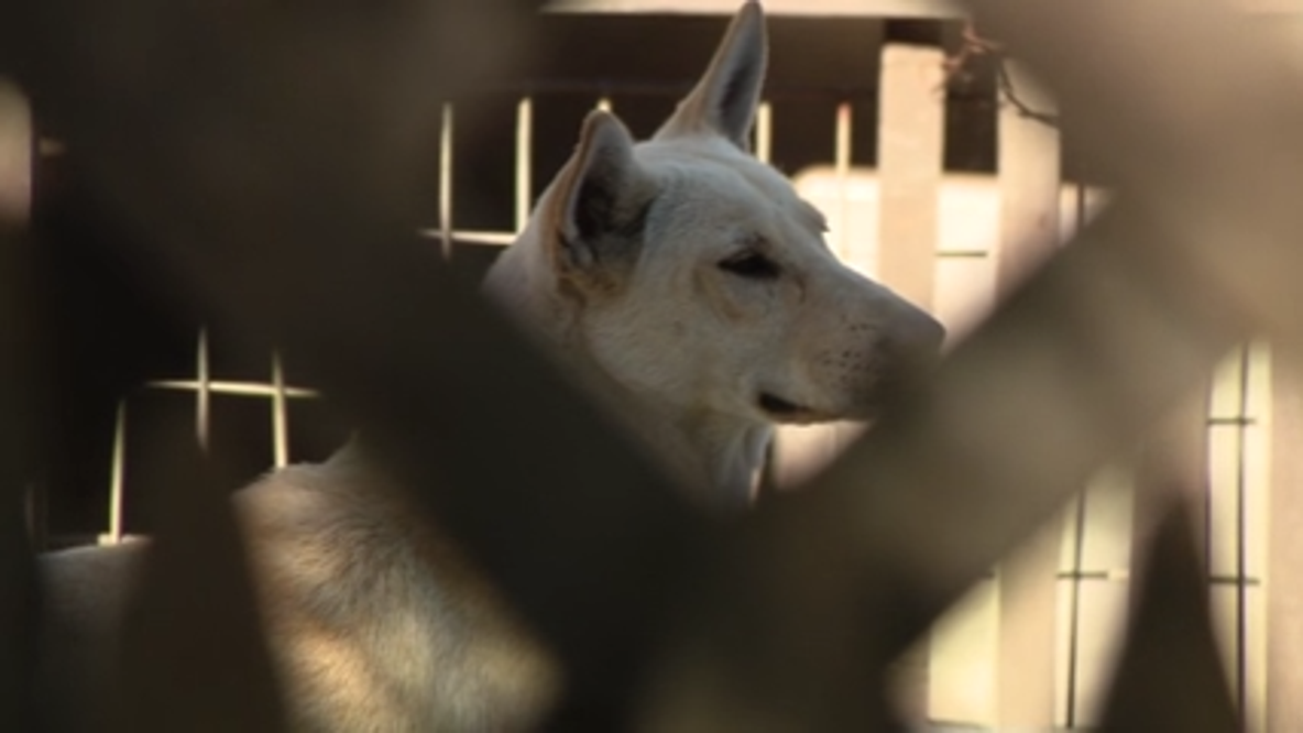 Dozens of dogs found in Vallejo home, many removed amid animal cruelty investigation