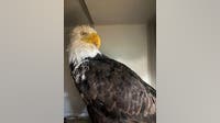 Necropsy for Jackie the beloved bald eagle reveals new information