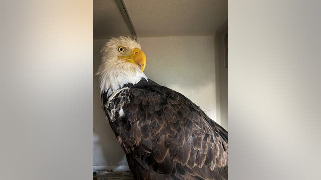 Necropsy for Jackie the beloved bald eagle reveals new information
