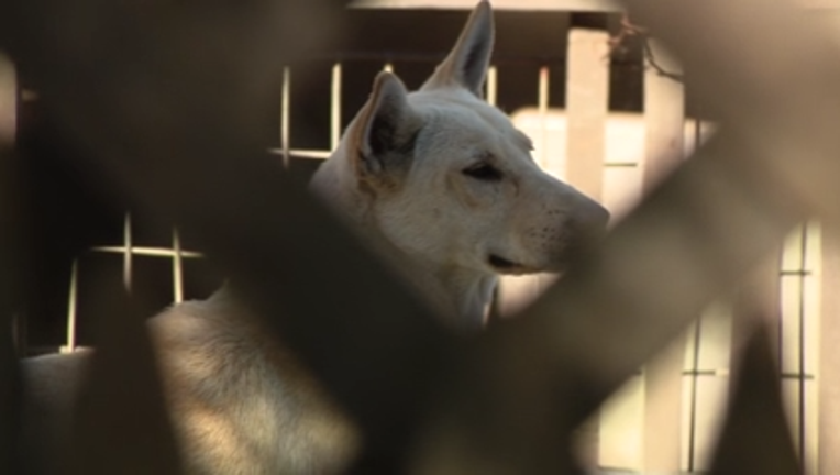 Dozens of dogs taken from Vallejo home amid animal cruelty investigation