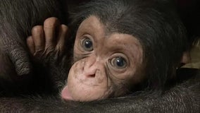 Baby chimp at Kansas zoo who won over hearts on social media found dead in mother's arms