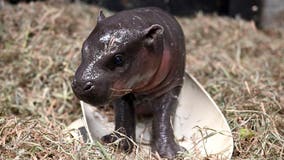 Virginia zoo gets rare hippopotamus for Christmas
