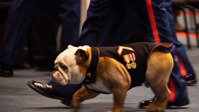 Marine Corps’ mascot gets promoted to private 1st class