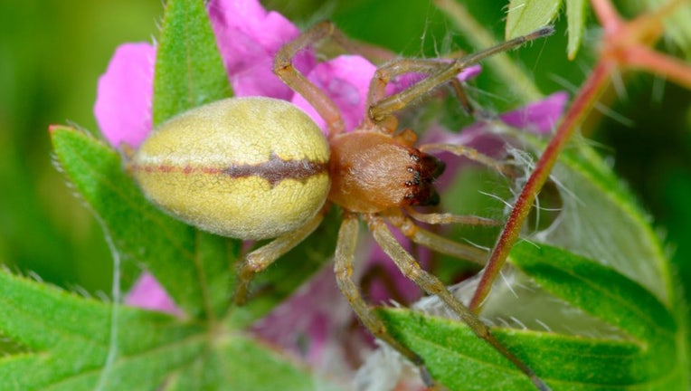Female yellow sac spider