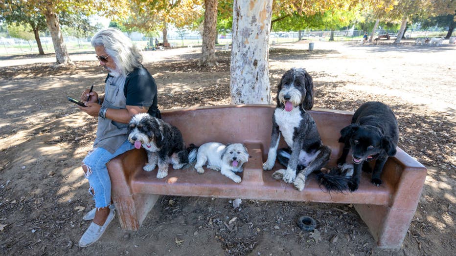 Dogs and people try to keep cool at a dog park on a hot Los Angeles day.