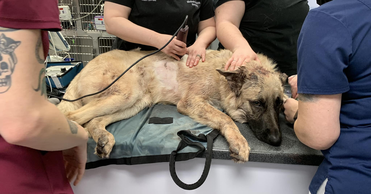 Dog struggles to survive shooting that left owner dead: ‘We need ...