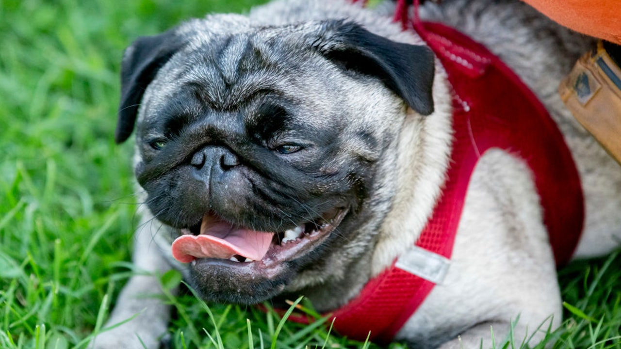 Shops ban pugs