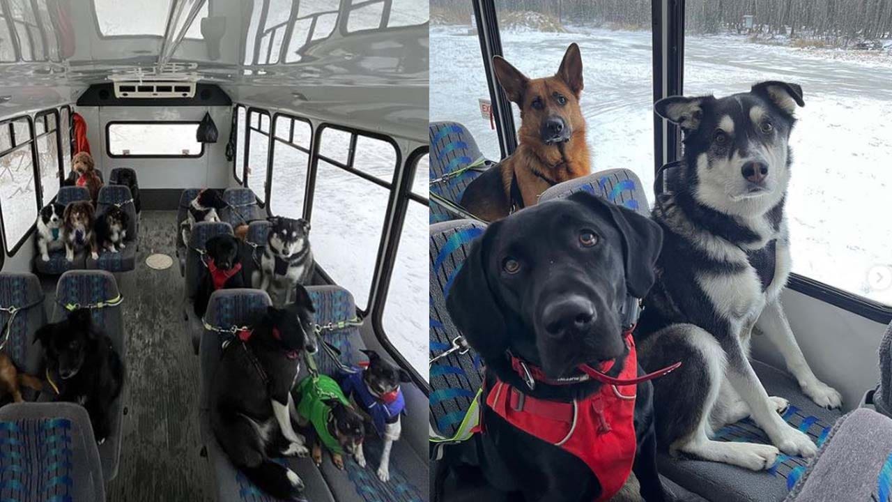 Heartwarming Video Doggy Daycare Bus In Alaska Goes Viral On TikTok   Dogbus4 