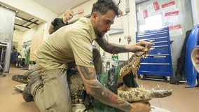Belly of the beast: Zookeepers reach into crocodiles’ stomachs to find missing bottle