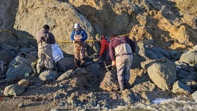 'Unusual' 650-pound fossil whale skull found in Maryland, estimated to be 12 million years old