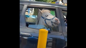 Mini horse spotted in car at McDonald's drive-thru