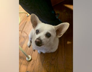 Spike the Chihuahua mix from Ohio is now the oldest dog in the