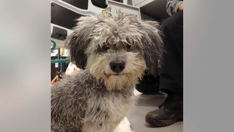 Benzo is pictured in a provided image. (Credit: Asheville Humane Society)